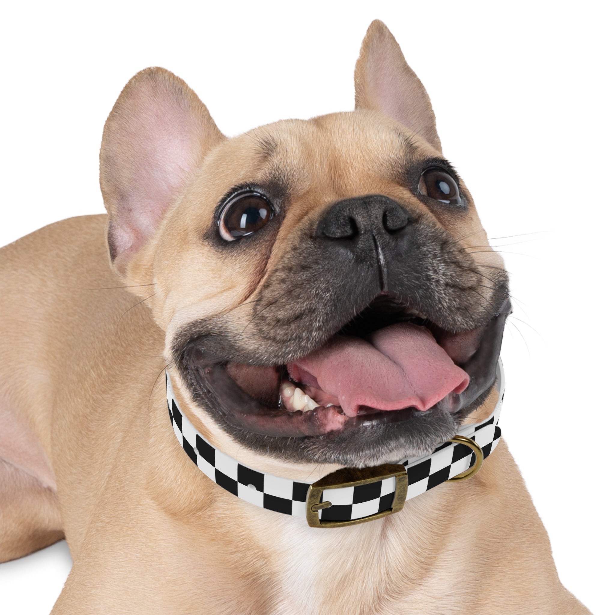 Checkerboard Pup Collar